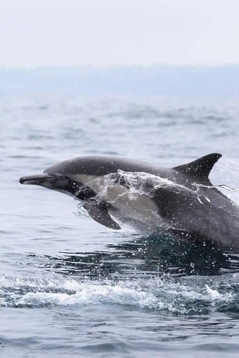 Dolphin jumping out of the water during a dolphin watching boat ride