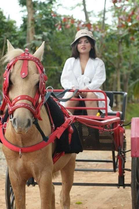 Visitor Riding Horse Cart