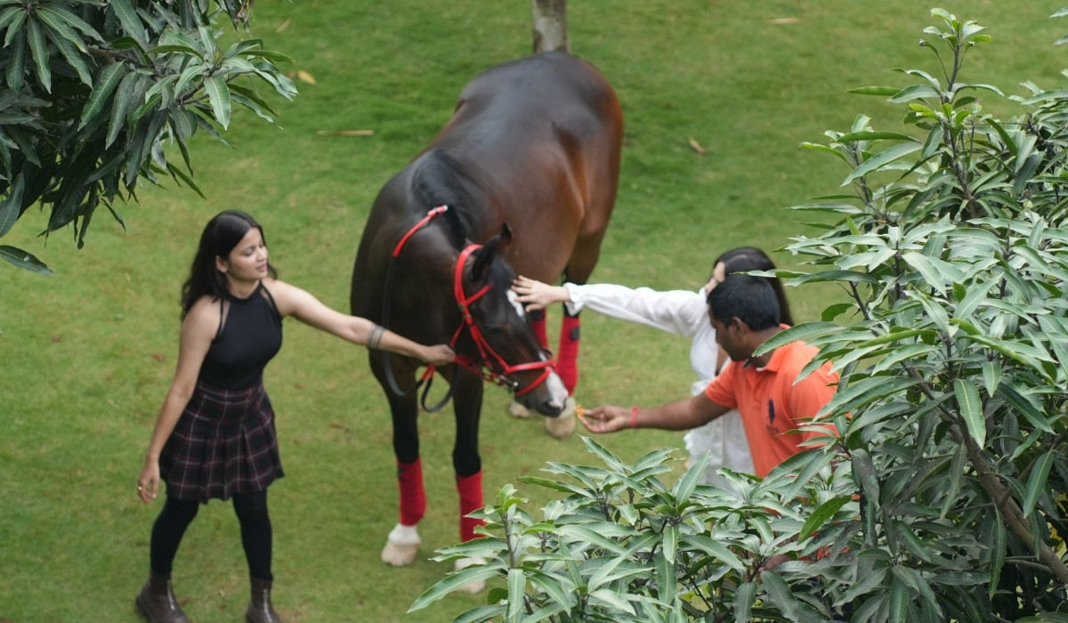 Mango Tree