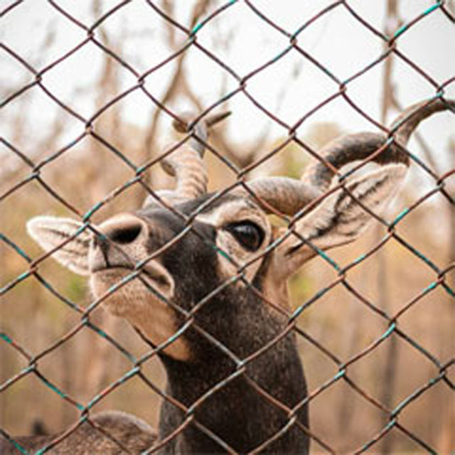 kabini