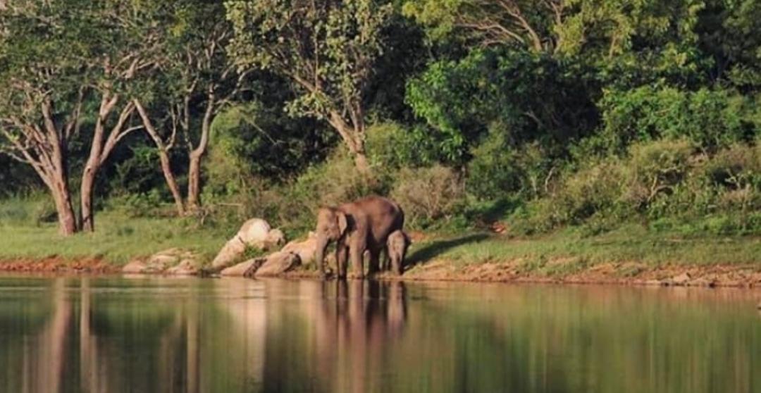 Elephant
