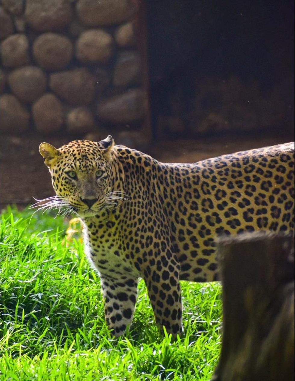 Mysore Zoo