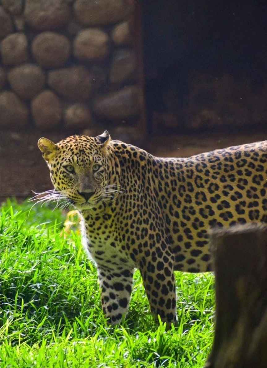 Mysore Zoo