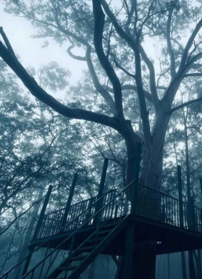 A view of Nandi Hills with mist-covered hills and lush greenery