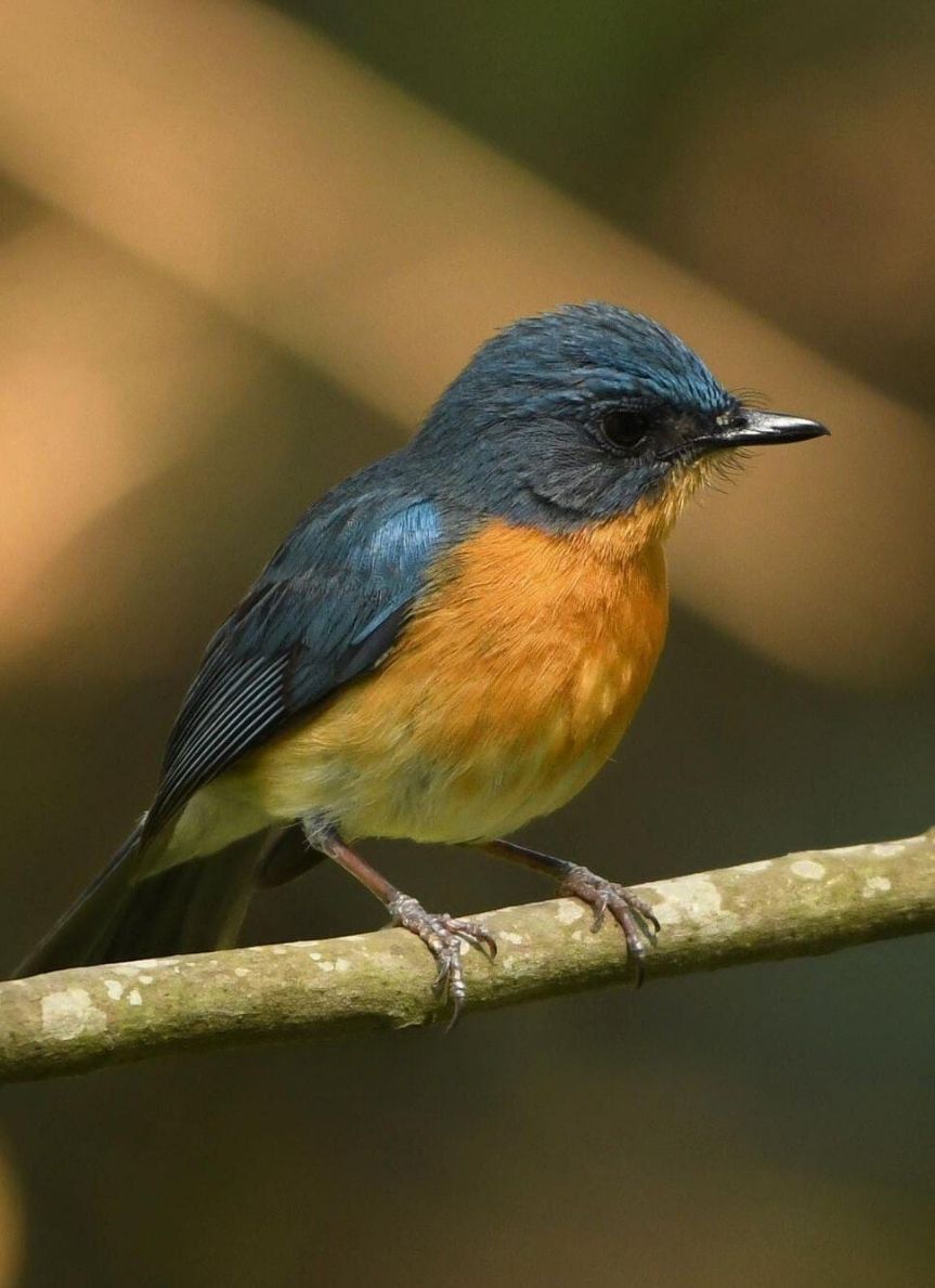 Ranganathittu Bird Sanctuary 