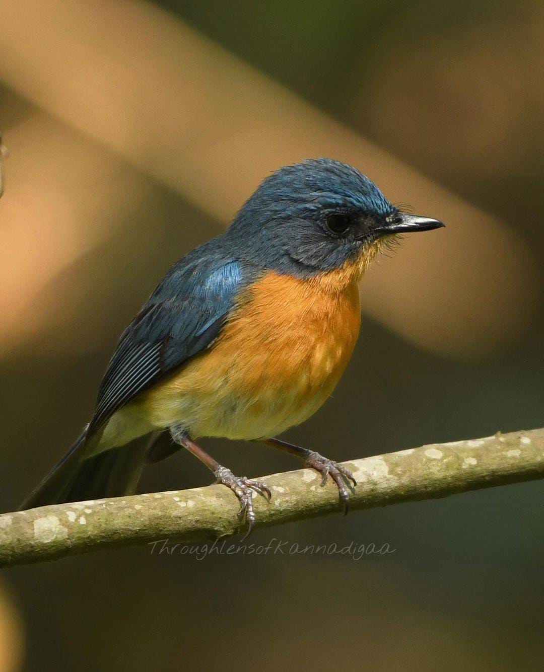 Ranganathittu Bird Sanctuary 