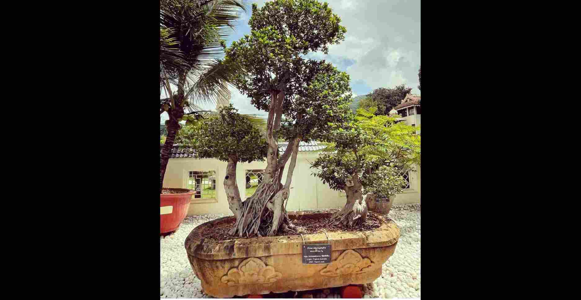 Bonsai plant in Kishkindha Moolika Bonsai Garden