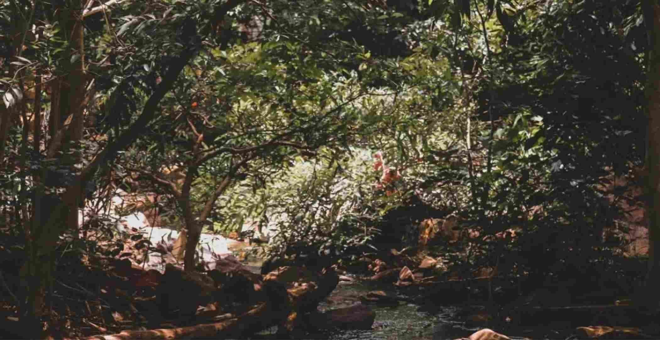 Greenery to Explore