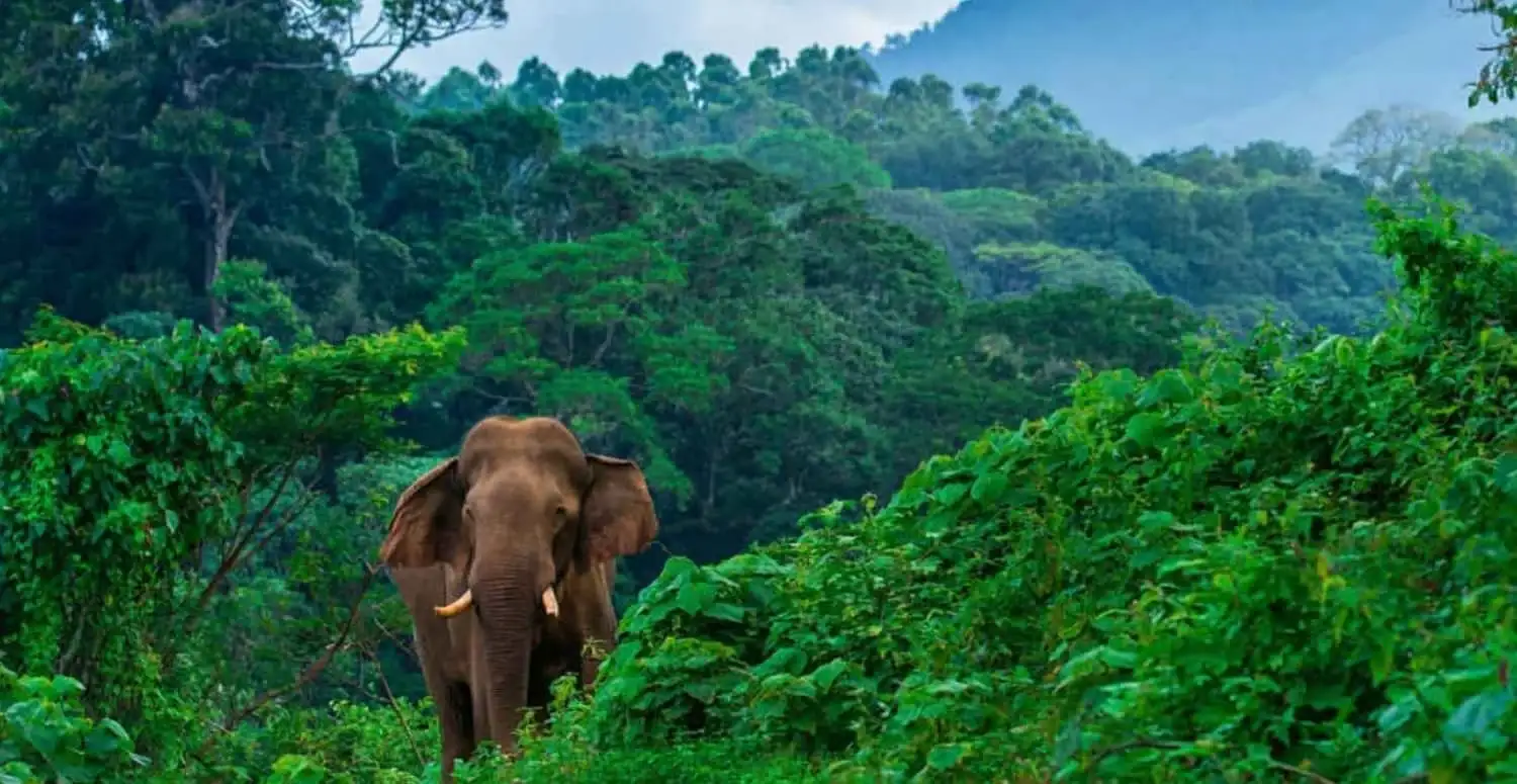 Elephants are spotted in Ettina Bhuja