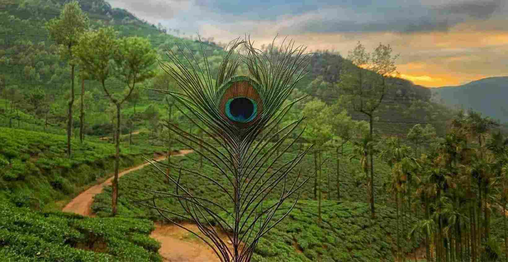 View of Kelagur Tea Estate