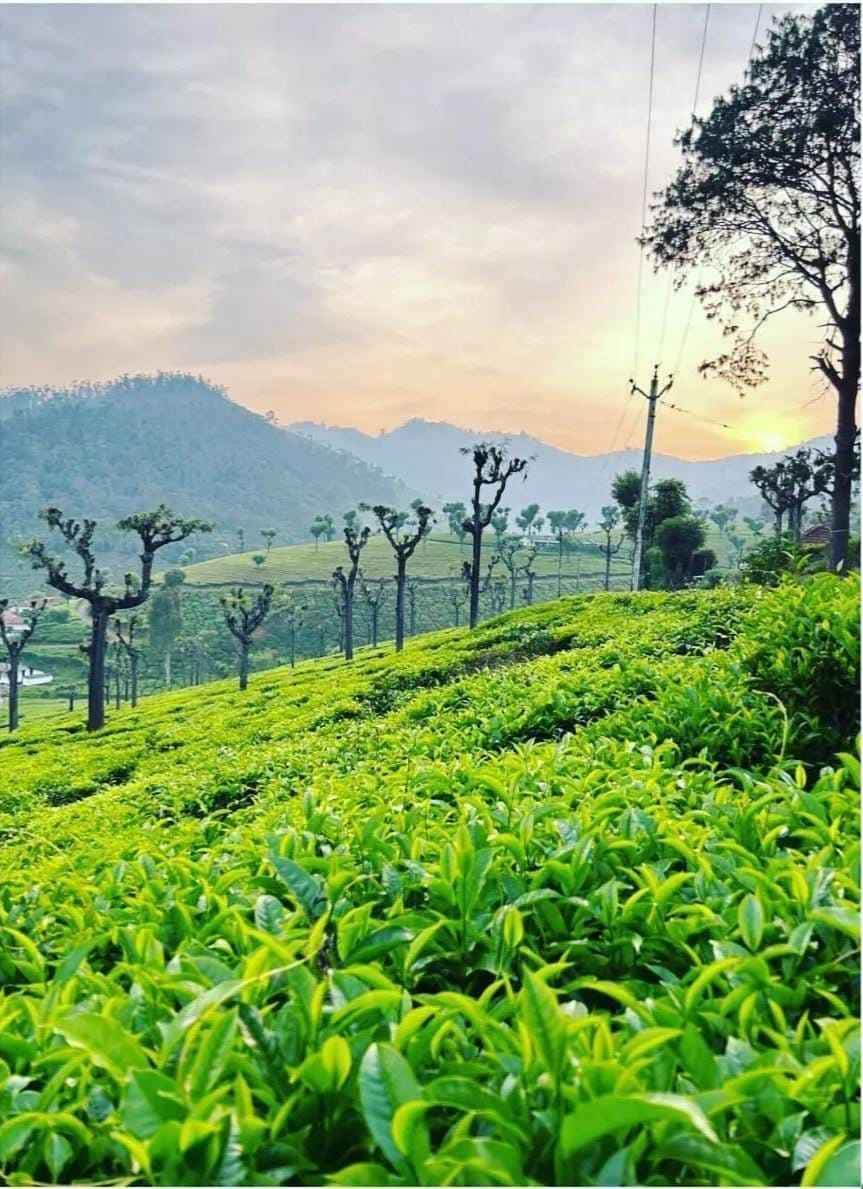 kelagur-tea-estate