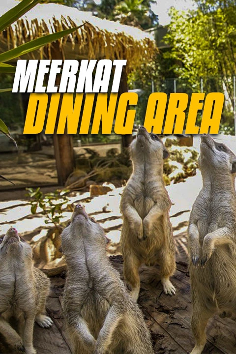 Meerkat Dining Area